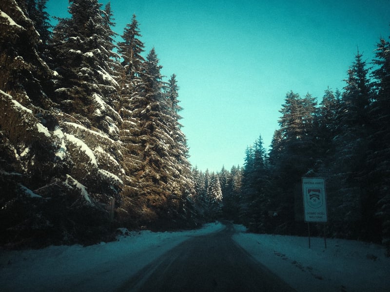 Forest landscape on Zvijezda